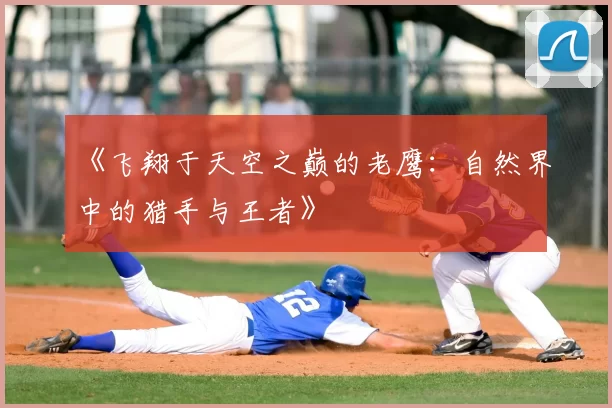 《飞翔于天空之巅的老鹰：自然界中的猎手与王者》