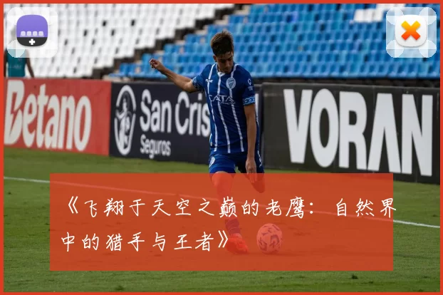 《飞翔于天空之巅的老鹰：自然界中的猎手与王者》